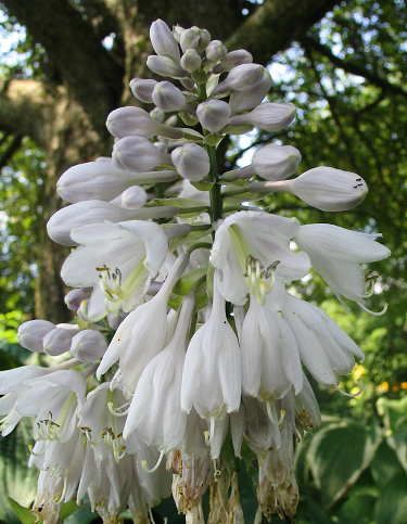Reptilian Hosta Plants online shopping
