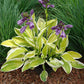 Lemon Candy Hosta Plants online shopping