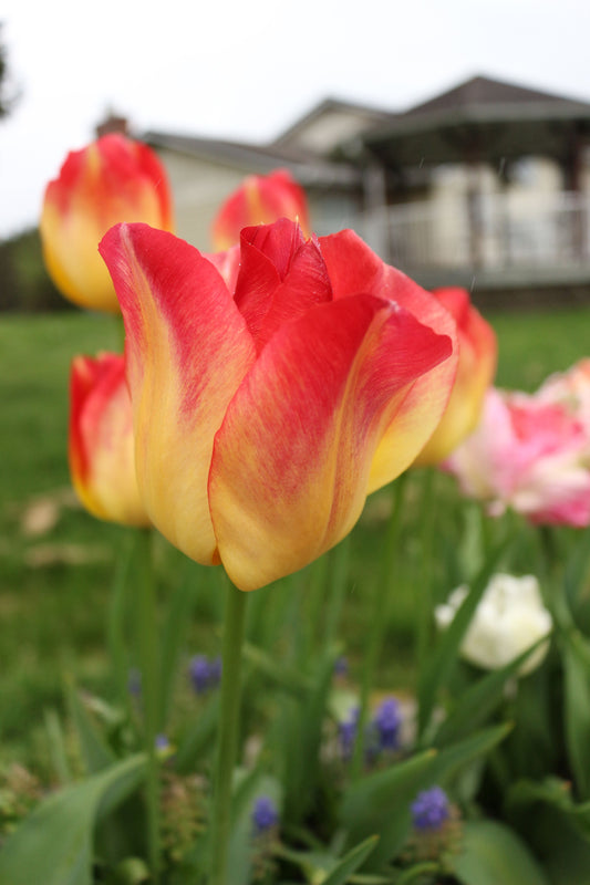 Suncatcher Tulip Bulbs