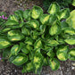 Pocketful Of Sunshine Hosta Plants online shopping