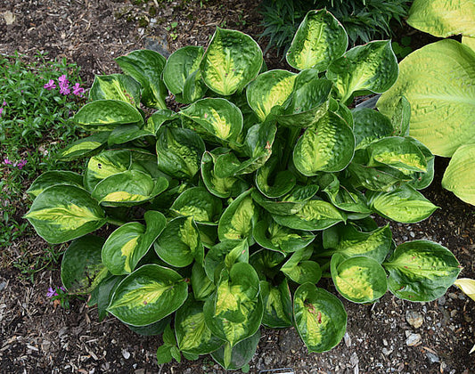 Pocketful Of Sunshine Hosta Plants online shopping