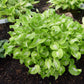 Royal Tiara Hosta Plants online shopping