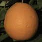 Olinda (McEwen) Nucellar Valencia Orange Budwood citrus plant material online shopping