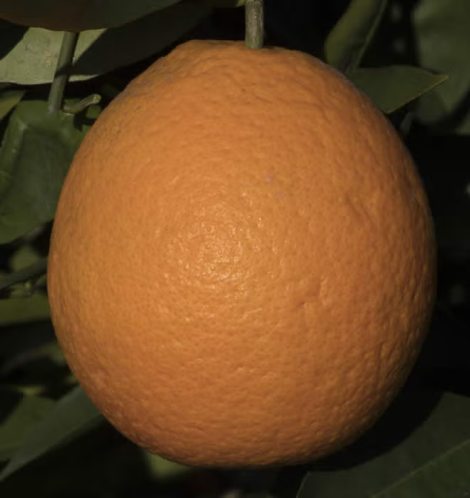 Olinda (McEwen) Nucellar Valencia Orange Budwood citrus plant material online shopping