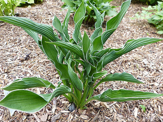 Wings Of A Prayer Hosta Plants online shopping