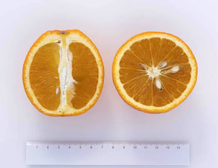 Xuegan Sweet Orange Budwood citrus plant material online shopping