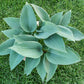 Valley’s Vanilla Sticks Hosta Plants online shopping