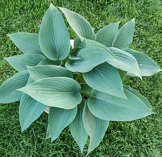 Valley’s Vanilla Sticks Hosta Plants online shopping