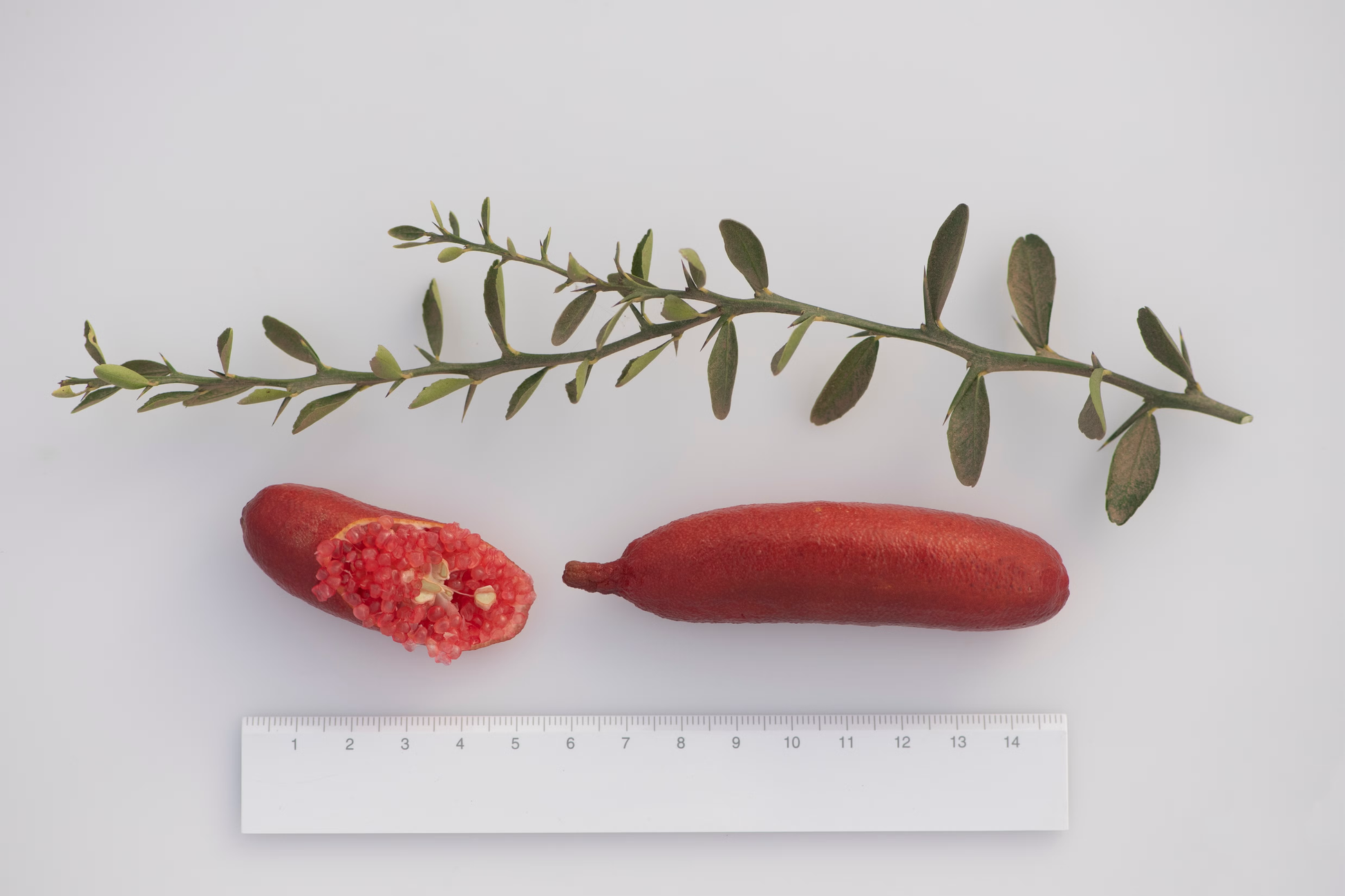 Ruby My Dear Australian Finger Lime Budwood citrus plant material online shopping