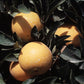Dream Navel Orange Budwood citrus plant material online shopping