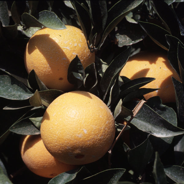 Dream Navel Orange Budwood citrus plant material online shopping