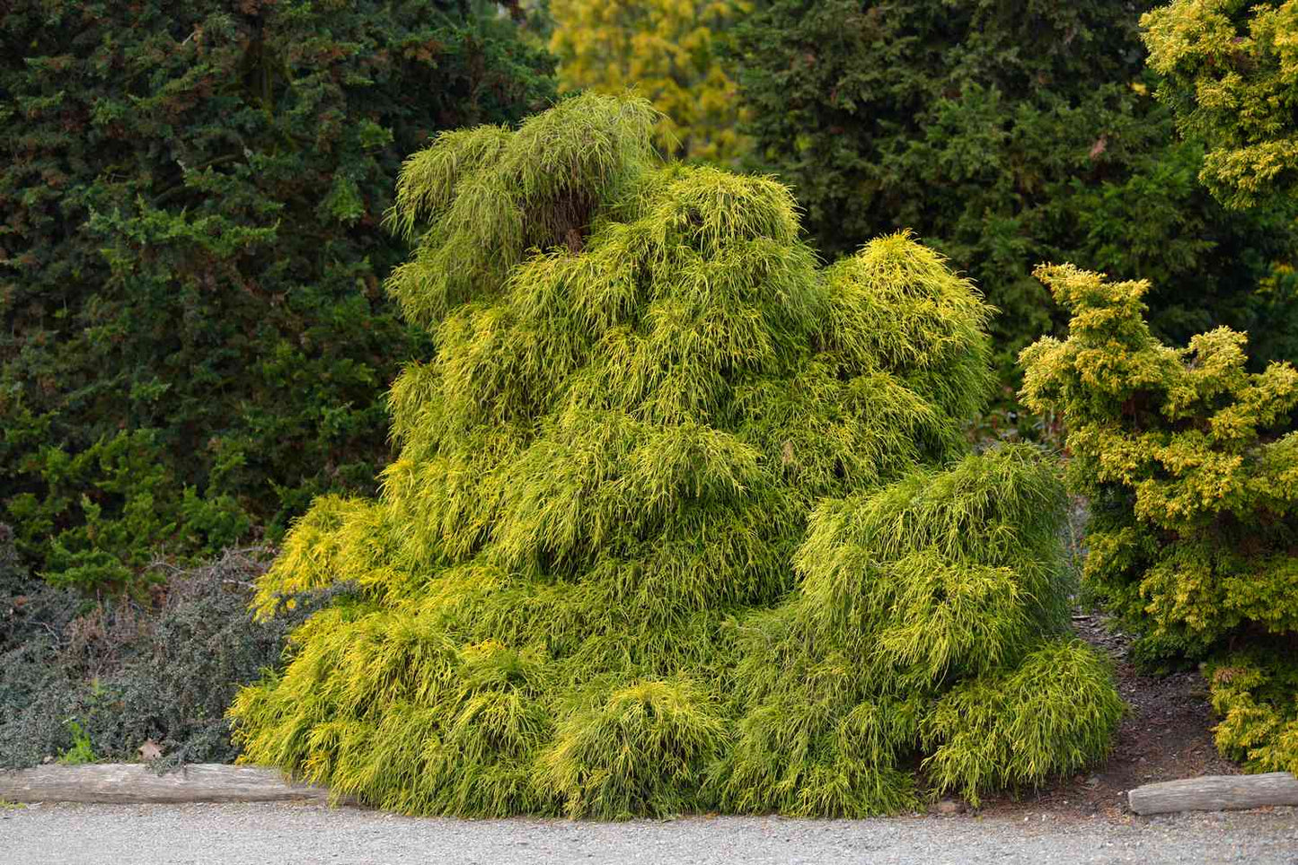 Chamaecyparis Psifera Filifera Golden Mops False Cypress