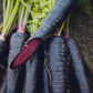 Deep Purple F1 Carrot
