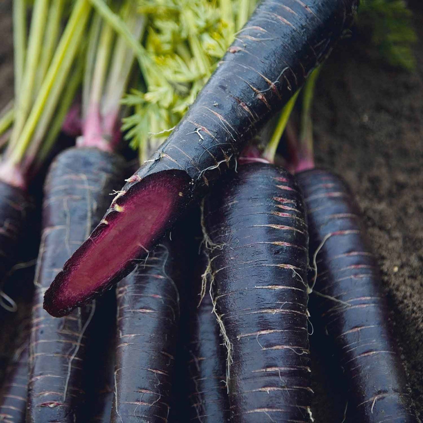 Deep Purple F1 Carrot
