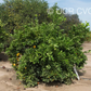 Chapman Nucellar Valencia Orange Budwood citrus plant material online shopping