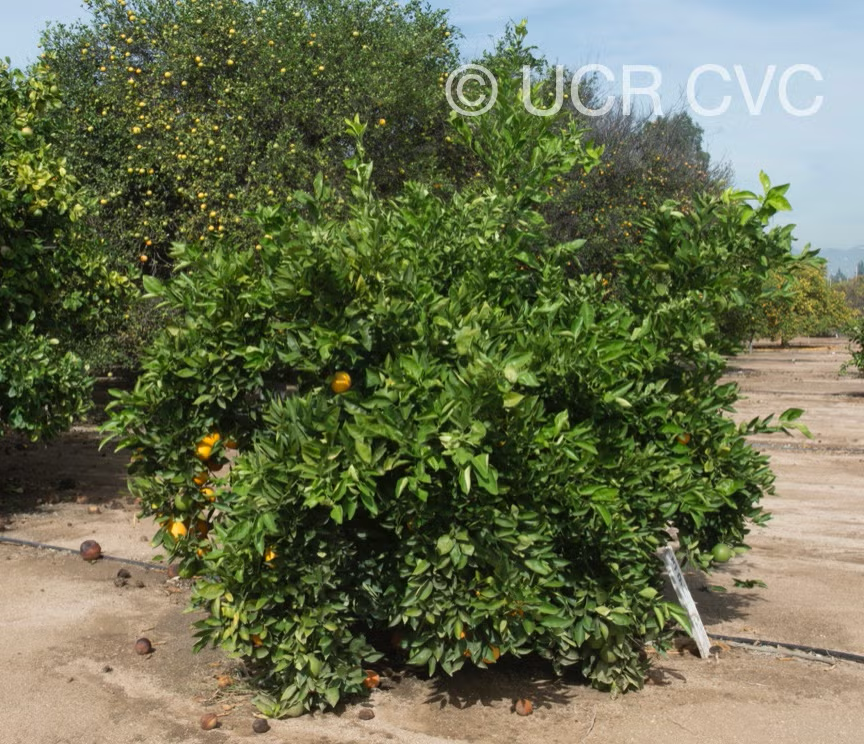 Chapman Nucellar Valencia Orange Budwood citrus plant material online shopping