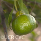 Willowleaf Mediterranean Mandarin Budwood citrus plant material online shopping