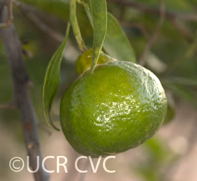 Willowleaf Mediterranean Mandarin Budwood citrus plant material online shopping