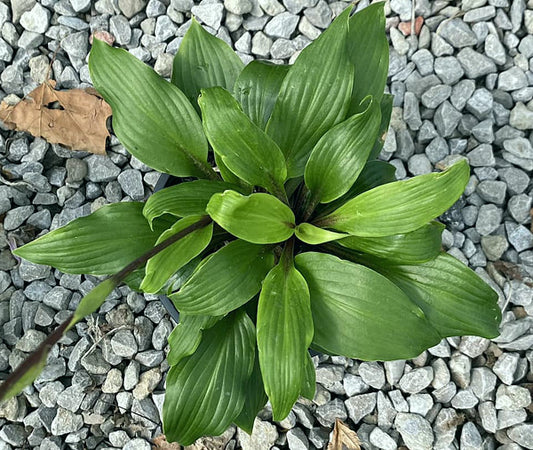 Xcuse Me Hosta Plants online shopping