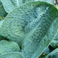 Lakeside Sapphire Pleats Hosta Plants online shopping