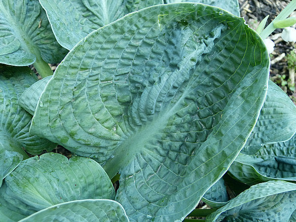 Lakeside Sapphire Pleats Hosta Plants online shopping