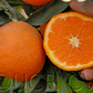 Miyagawa Satsuma Mandarin Budwood citrus plant material online shopping