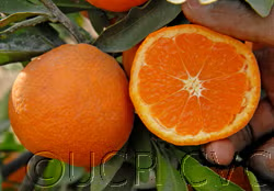 Miyagawa Satsuma Mandarin Budwood citrus plant material online shopping