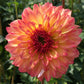 September Morn Dahlia