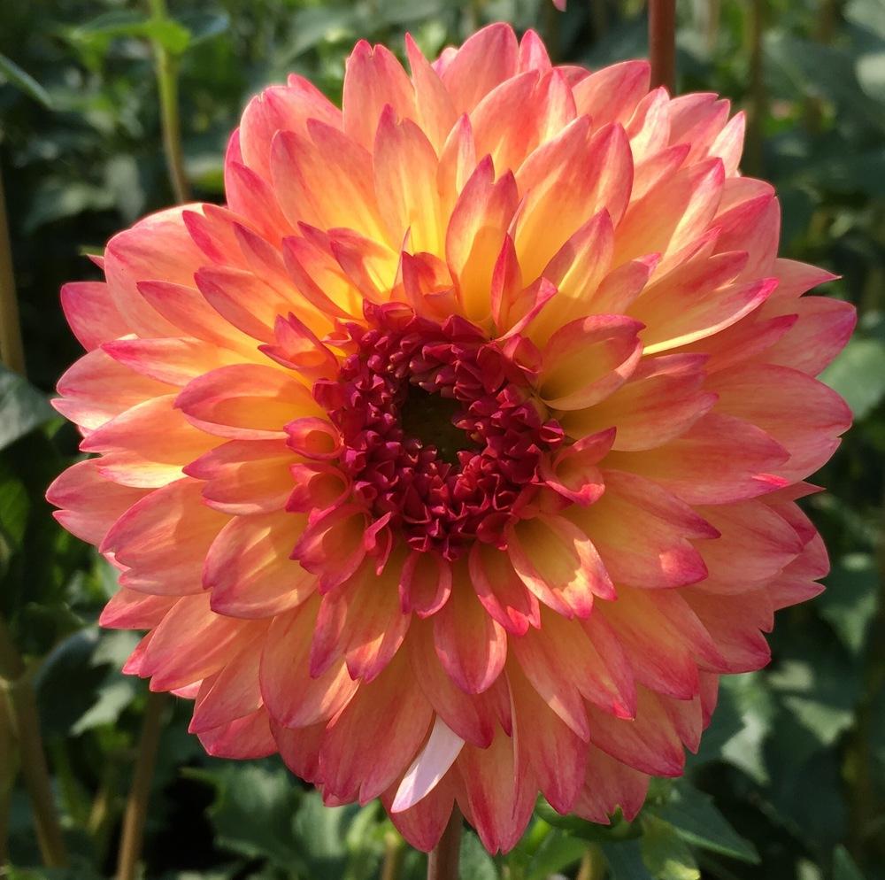 September Morn Dahlia