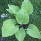 Chopsticks Hosta Plants online shopping