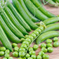 Sabre Shelling Pea