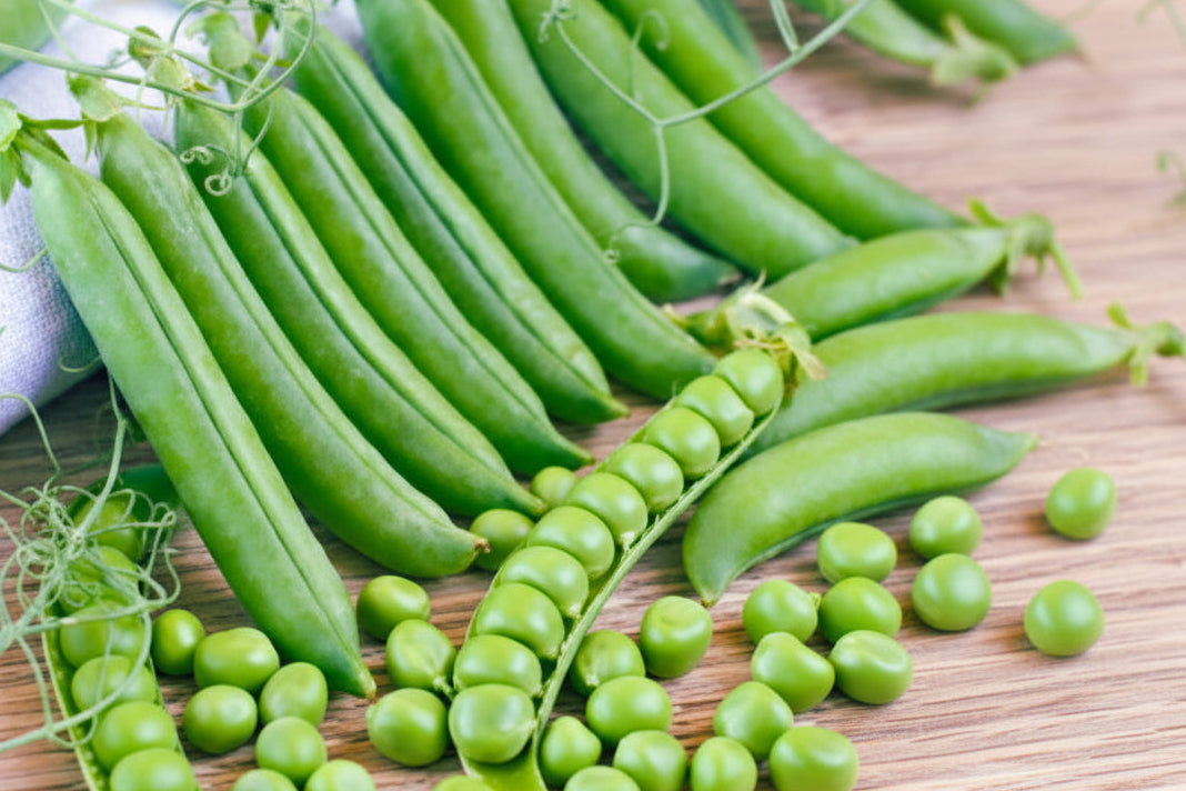 Sabre Shelling Pea