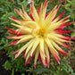 Wildcat Dahlia