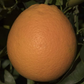 Olinda (Mulholland) Nucellar Valencia Orange Budwood citrus plant material online shopping