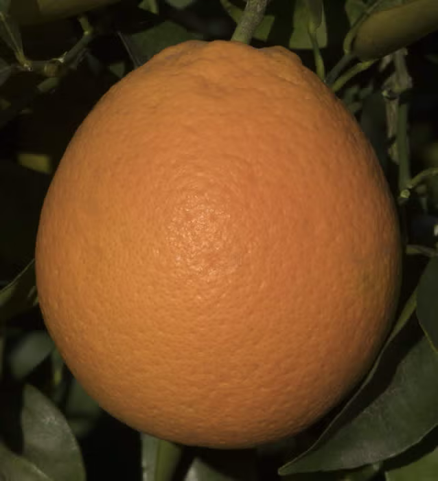 Olinda (Mulholland) Nucellar Valencia Orange Budwood citrus plant material online shopping