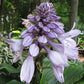 Grape Fizz Hosta Plants online shopping