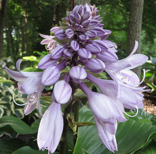 Grape Fizz Hosta Plants online shopping