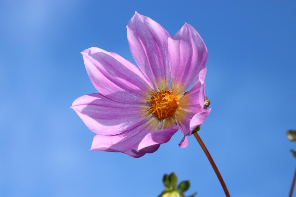 D. Sorensenii Wild Dahlia