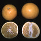 Cocktail Pummelo Hybrid Budwood citrus plant material online shopping