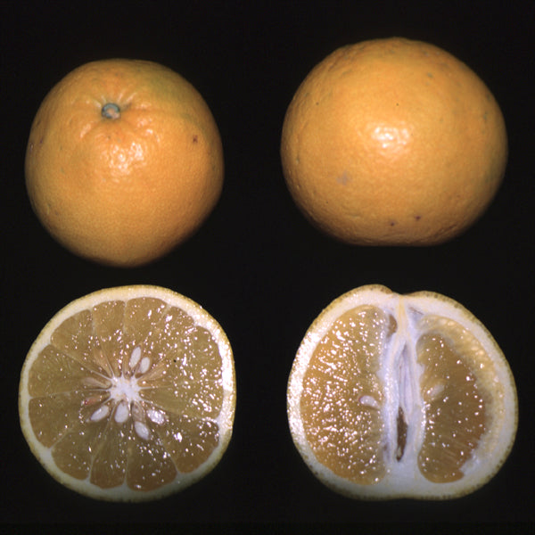 Cocktail Pummelo Hybrid Budwood citrus plant material online shopping