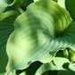 Silver Serenity Hosta Plants online shopping