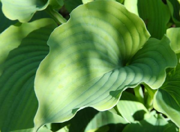 Silver Serenity Hosta Plants online shopping