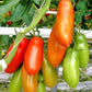 San Marzano Lampadina  Organic Tomato