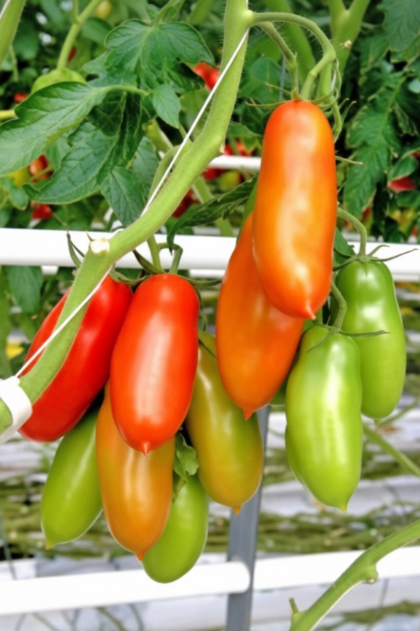 San Marzano Lampadina  Organic Tomato