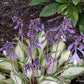 Island Charm Hosta Plants online shopping