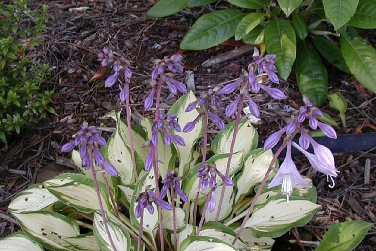 Island Charm Hosta Plants online shopping