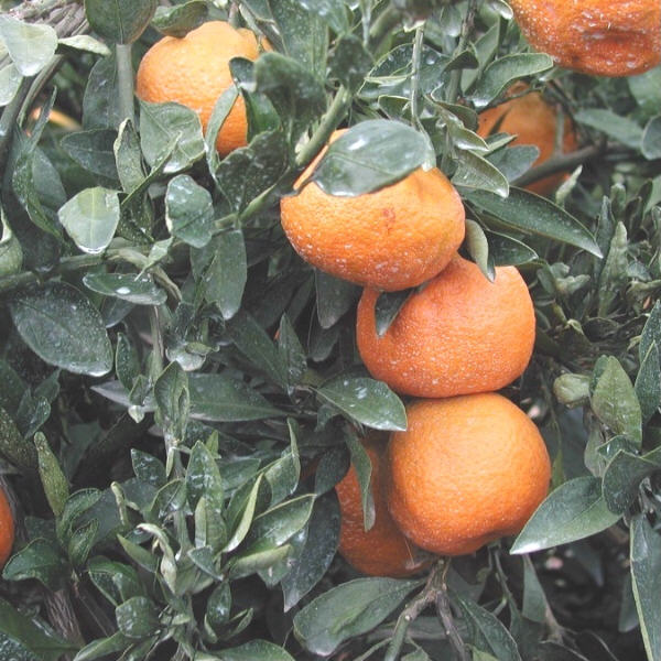 Armstrong Satsuma Mandarin Budwood citrus plant material online shopping