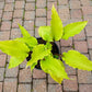 Holar Sunset Python Hosta Plants online shopping