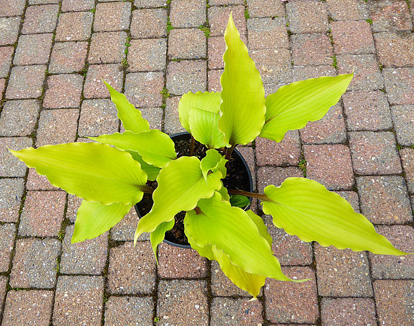 Holar Sunset Python Hosta Plants online shopping