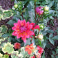 Firepot Dahlia